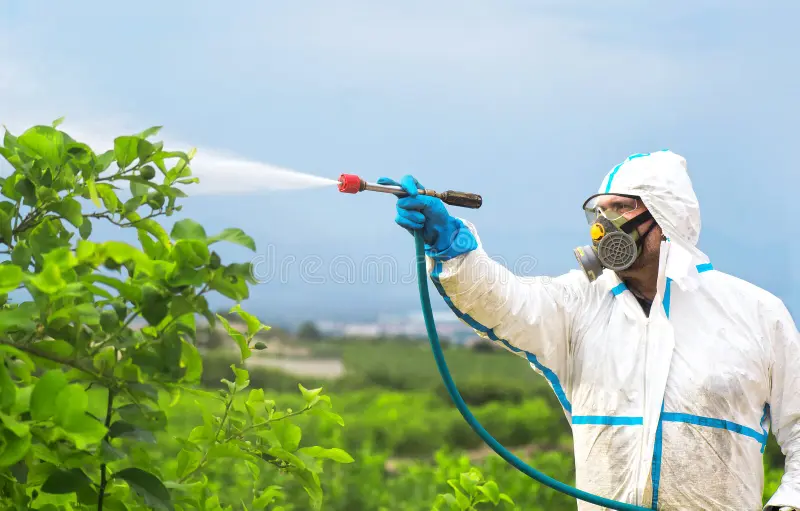 pesticida ecológico spray fumigate campesino con traje protector y limoneros mascarillados hombre rociando pesticidas tóxicos 184466768